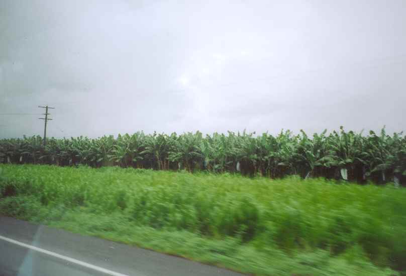 Banana Trees