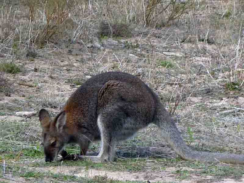 Kangaroo in the Grampians 2012