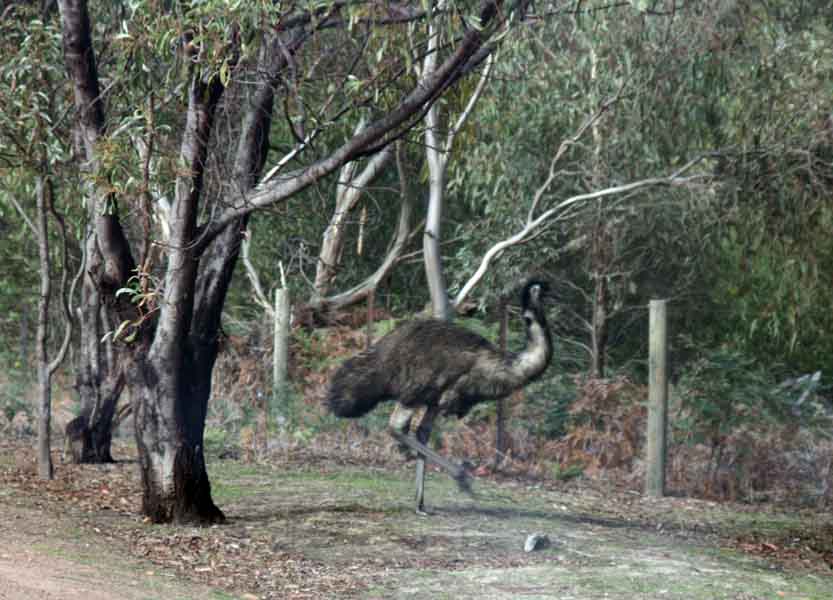 Emu in the Grampians 2012