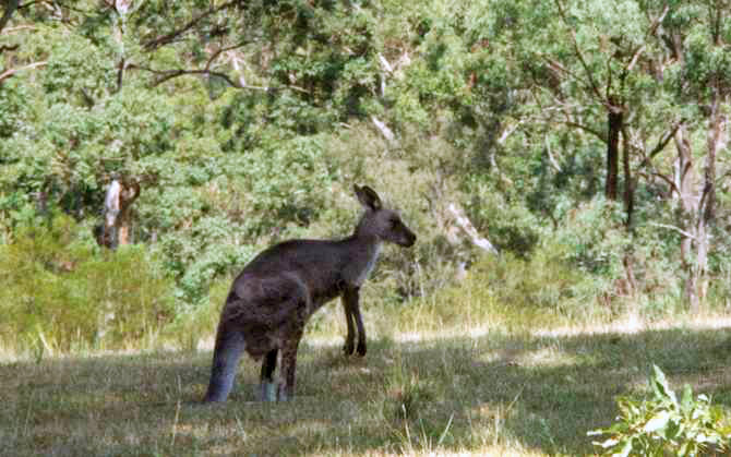 Kangaroo in Tower Hill Game Reserve