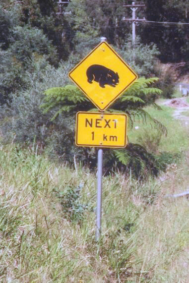 Beware Koalas