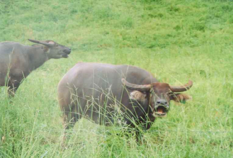 A Water Buffalo