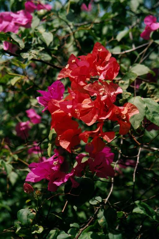 Bougainvillaea