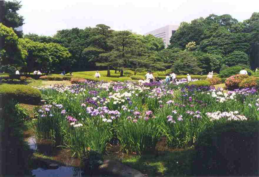 Iris in the East Garden