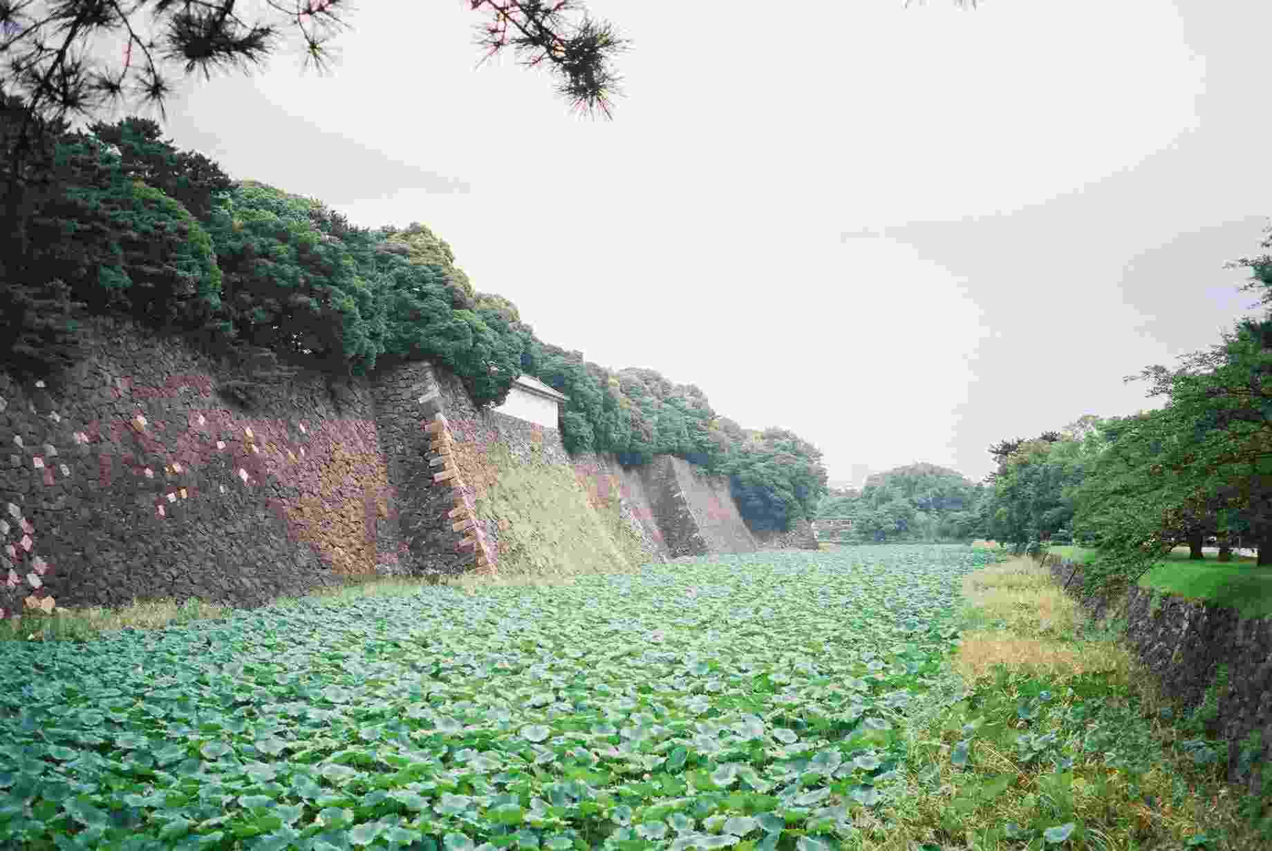 Hasuikebori (Lotus moat)