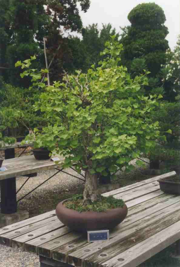 Scenes of the garden