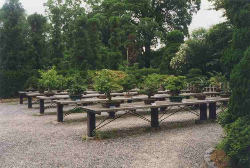 Scenes of the garden