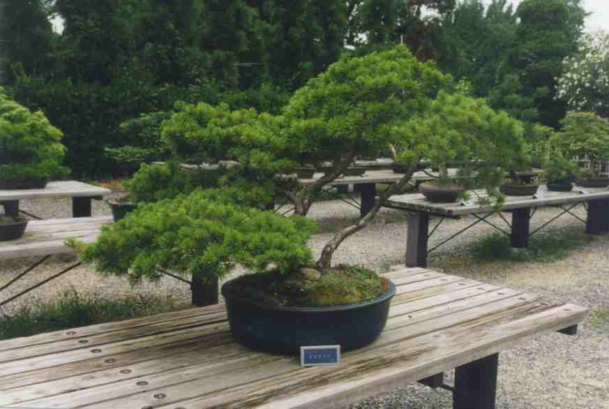 Scenes of the garden