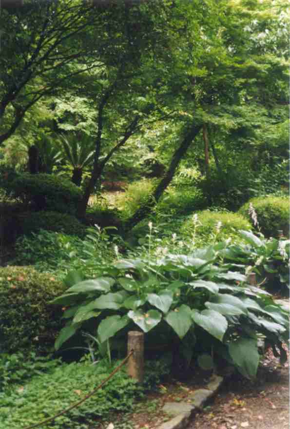 Scenes of the garden