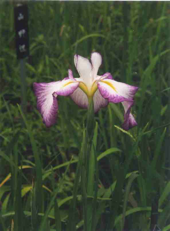 Scenes of the garden