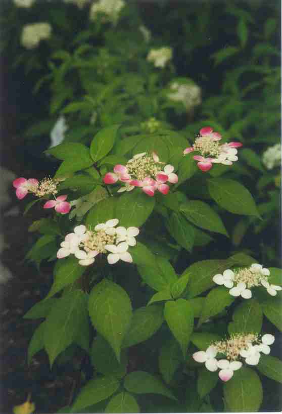 Scenes of the garden