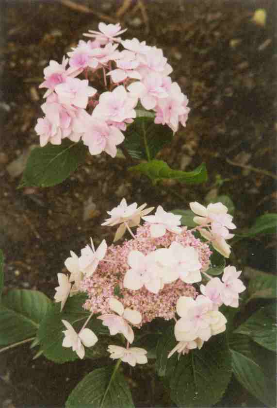 Scenes of the garden