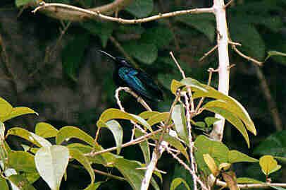 Hummingbird on St Lucia, April 2000