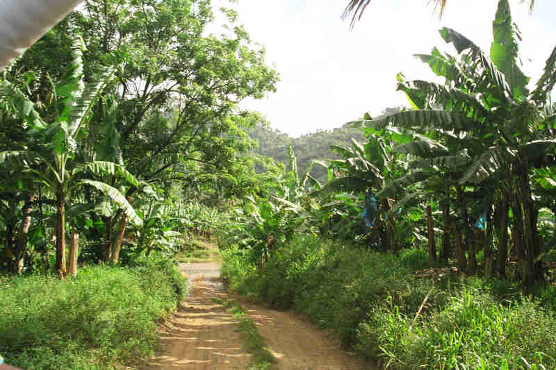 Driving through the Banana Plantation, April 2000