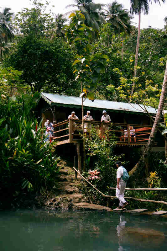 Resting in the Rain Forest, April 2000