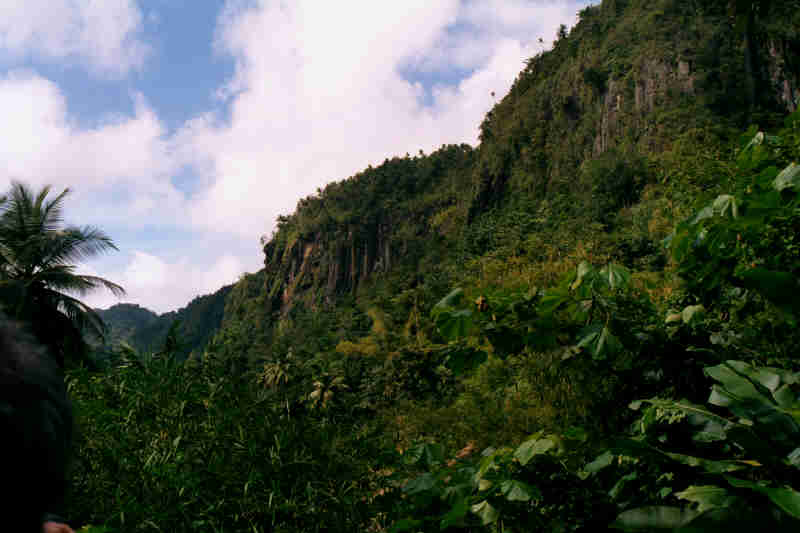 Driving through the Rain Forest, April 2000
