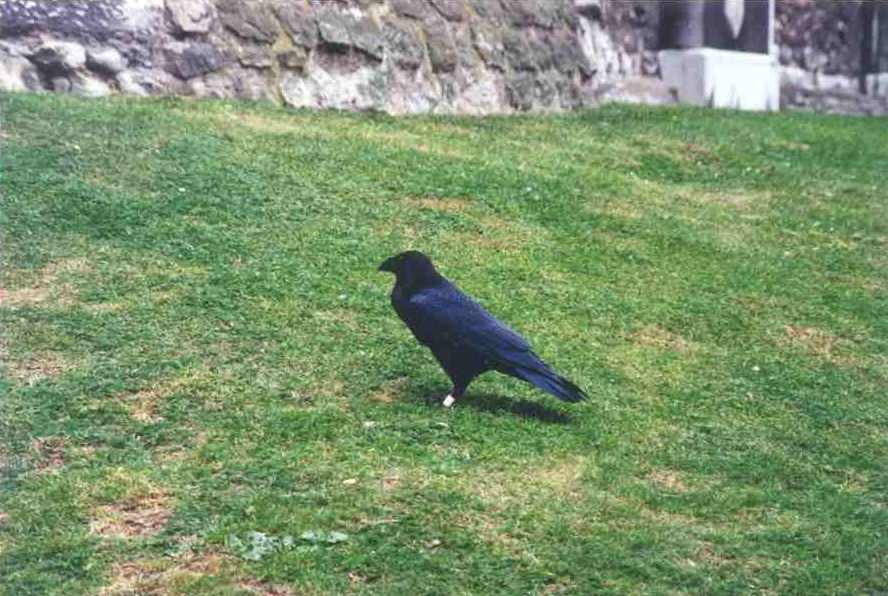 A resident Raven