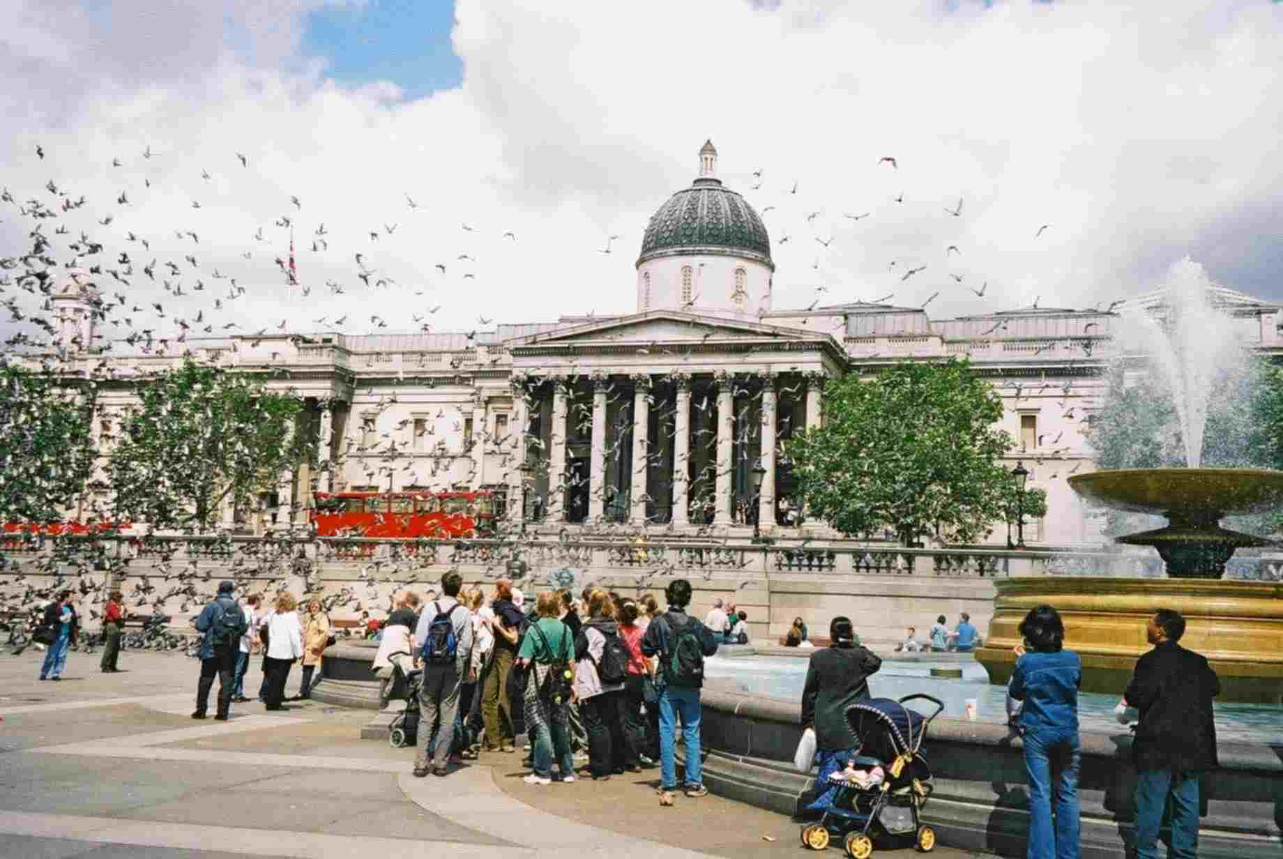 Trafalgar Square Pigeons