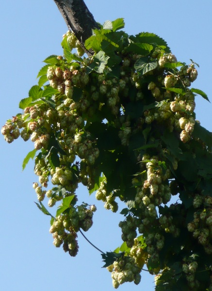 hops, the Museum of Kent Life