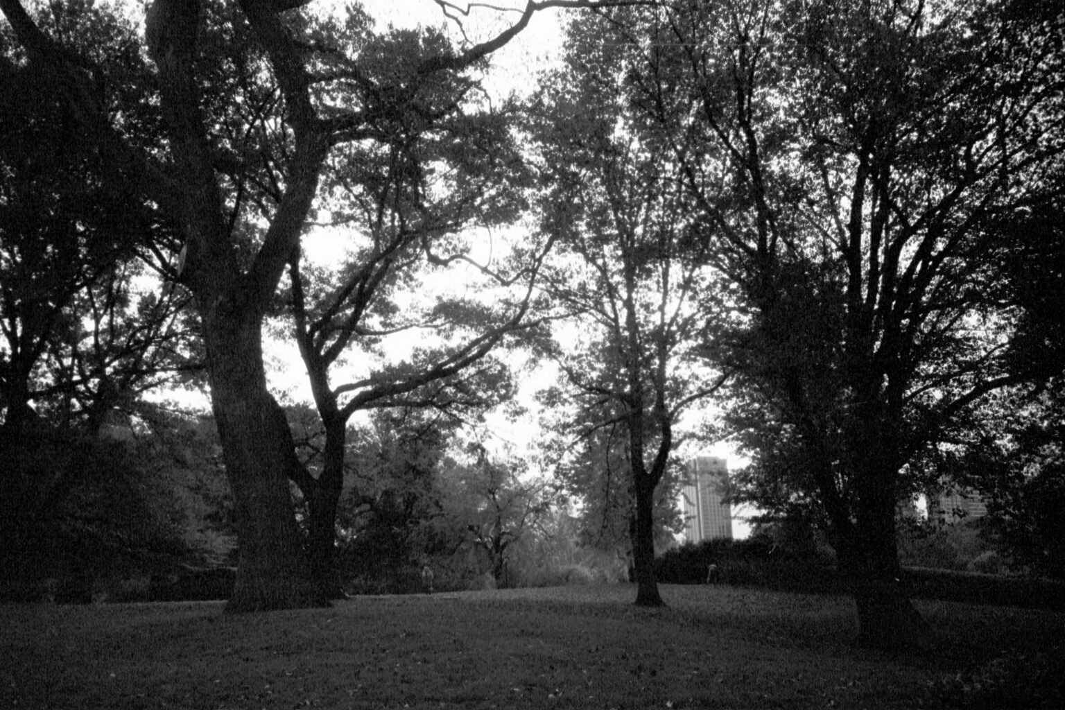 Central park on Xmas Day