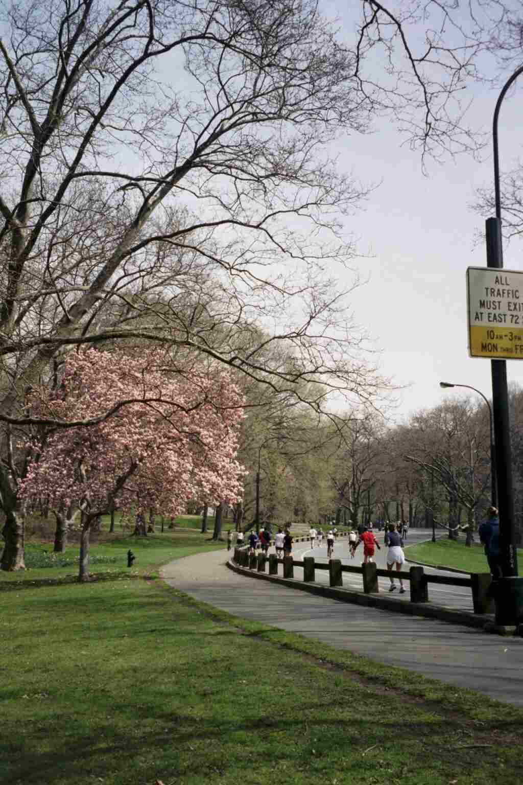 Magnolias in the Park