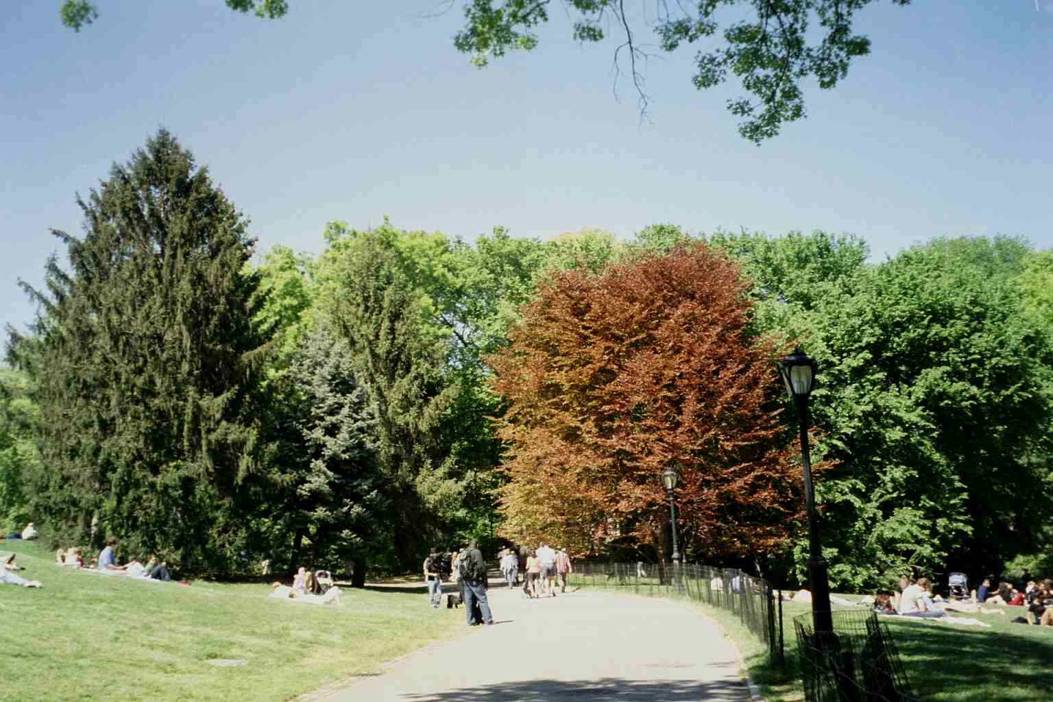 Trees in the Park