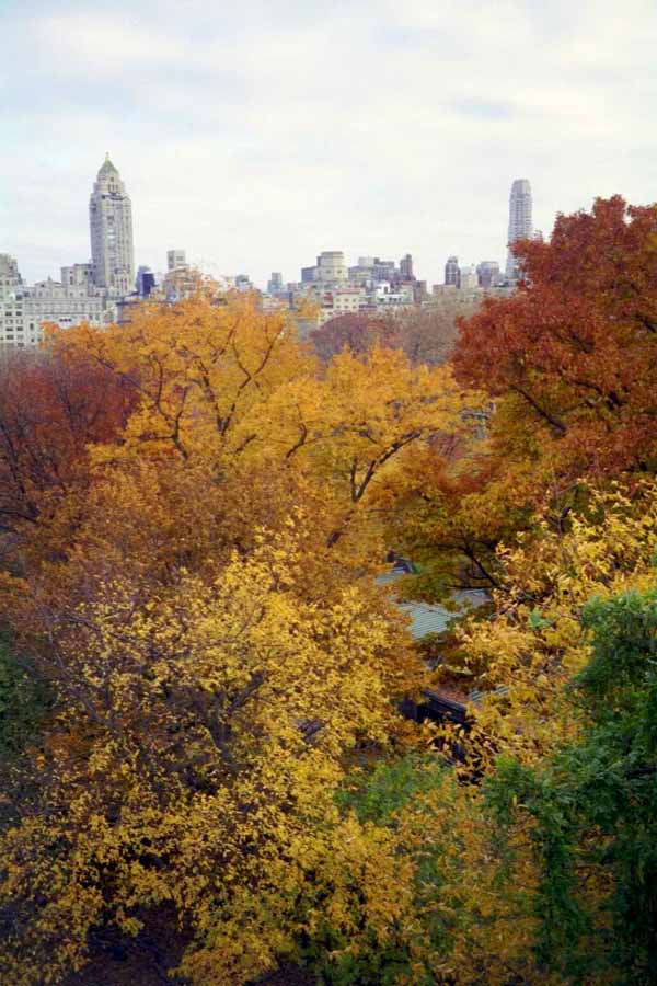 Trees in Central Park