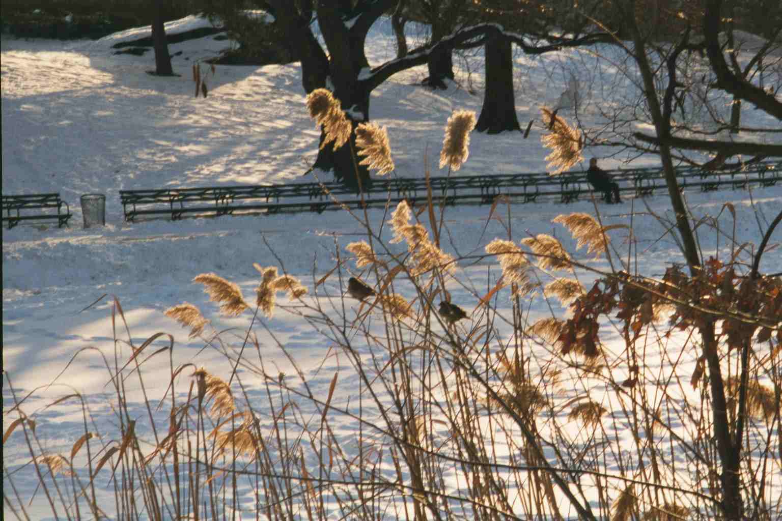 The Lake in Central Park
