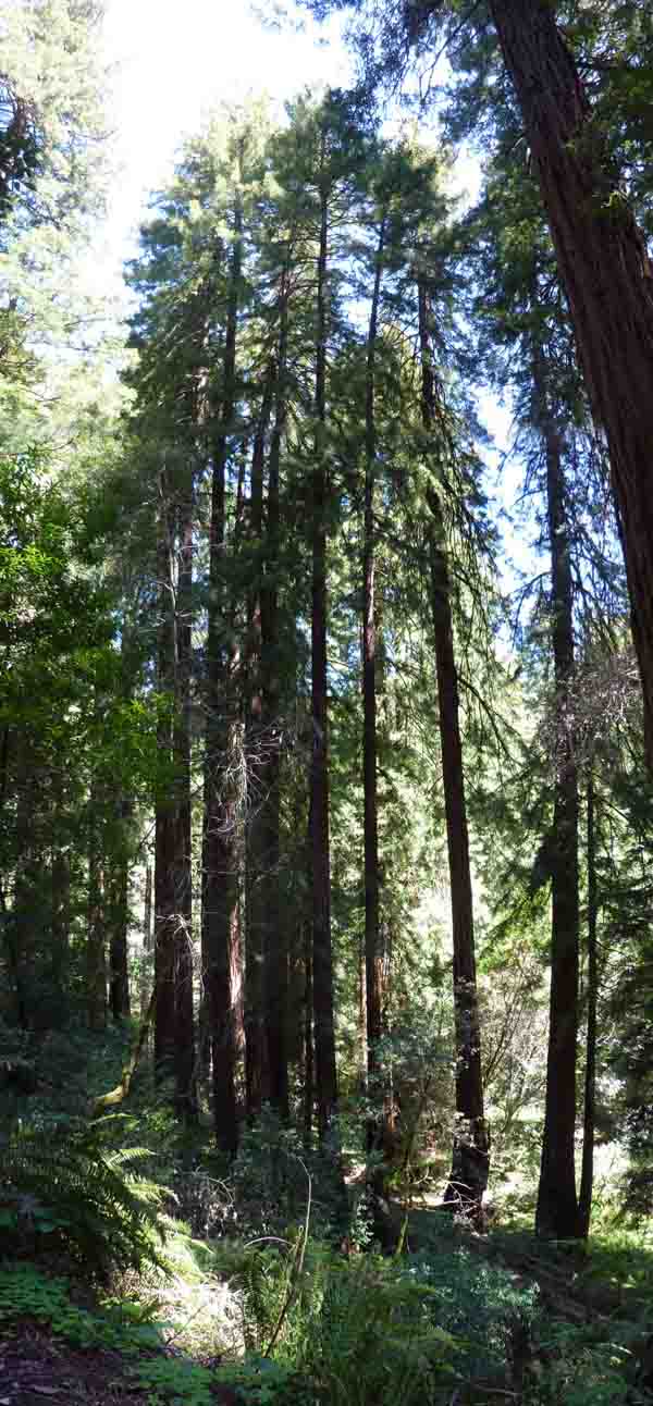 Coastal redwood