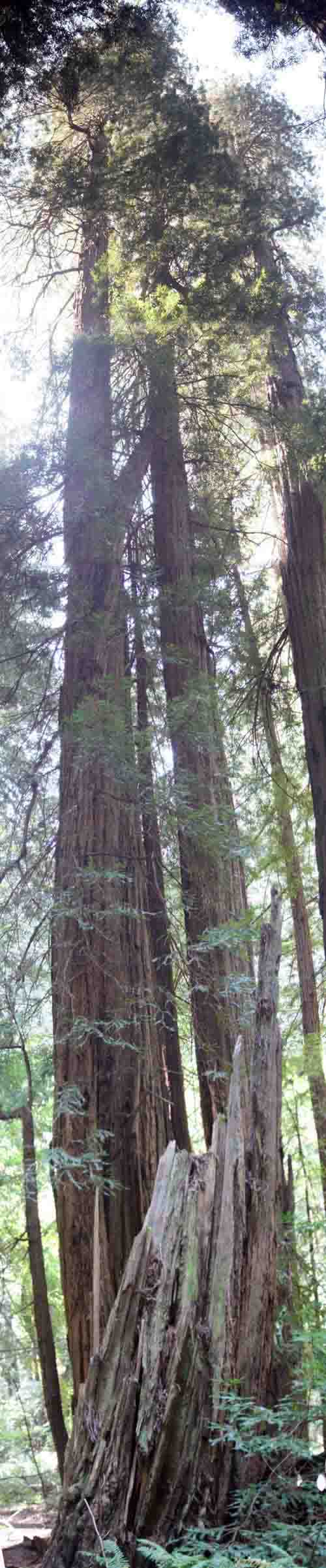 Coastal redwood