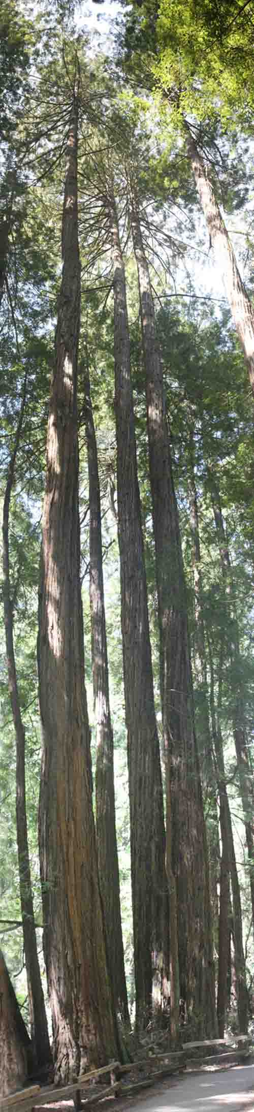 Coastal redwood